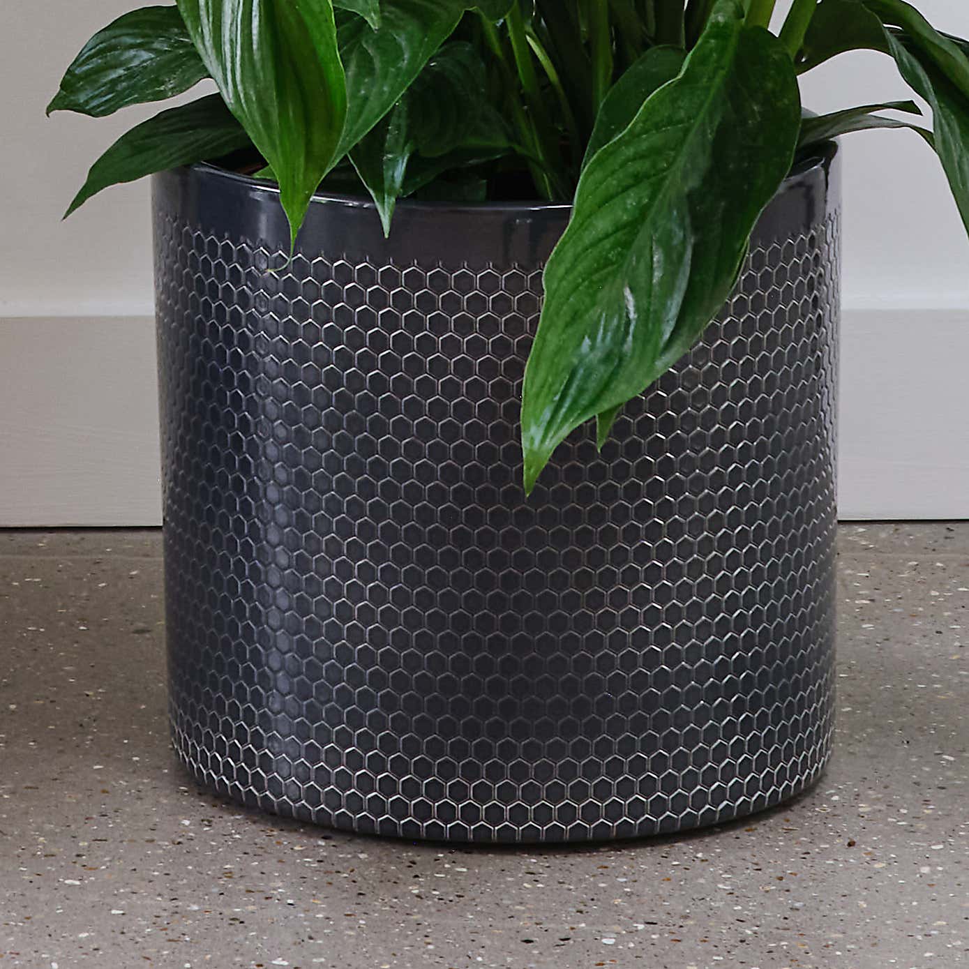 Peace Lily House Plant in Capri Pot