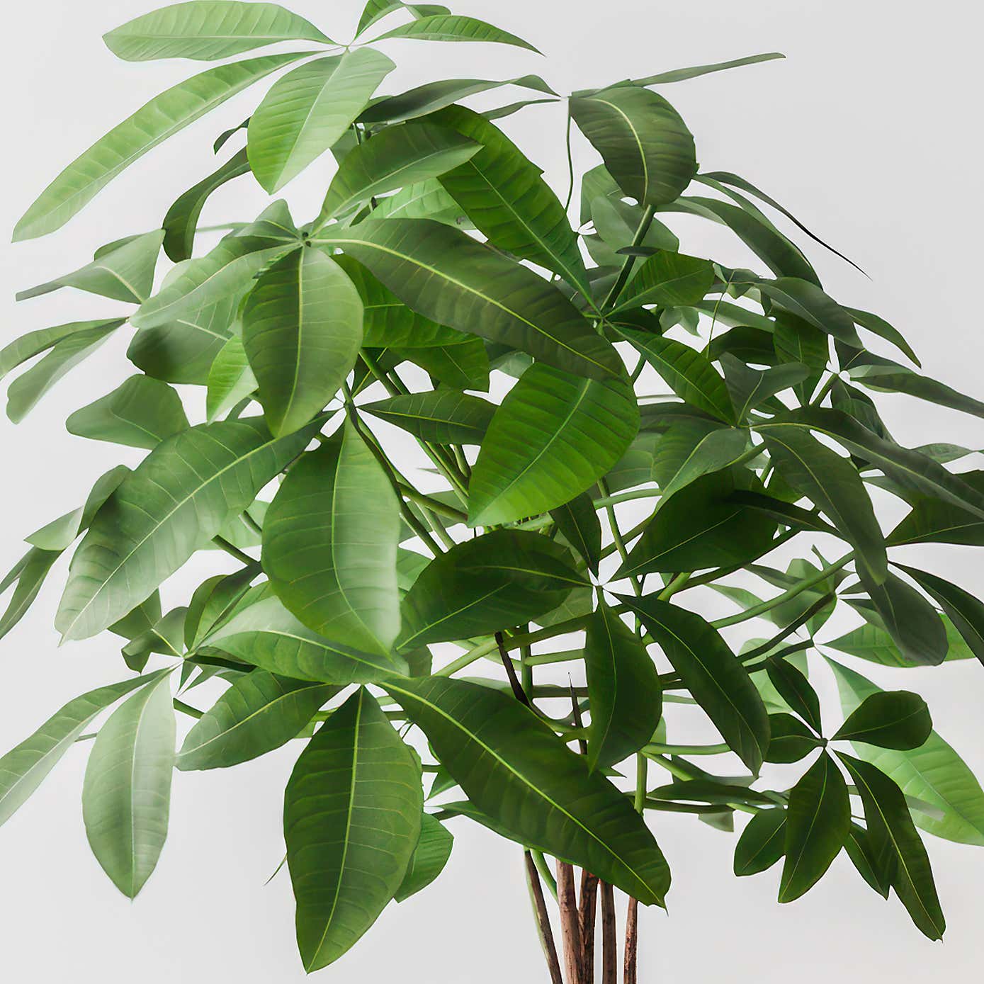 Money Tree House Plant in Elho Pot