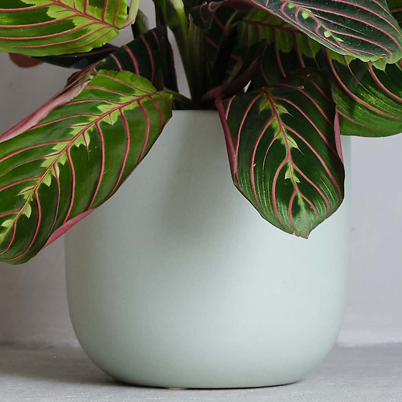 Prayer House Plant in Earthenware Pot