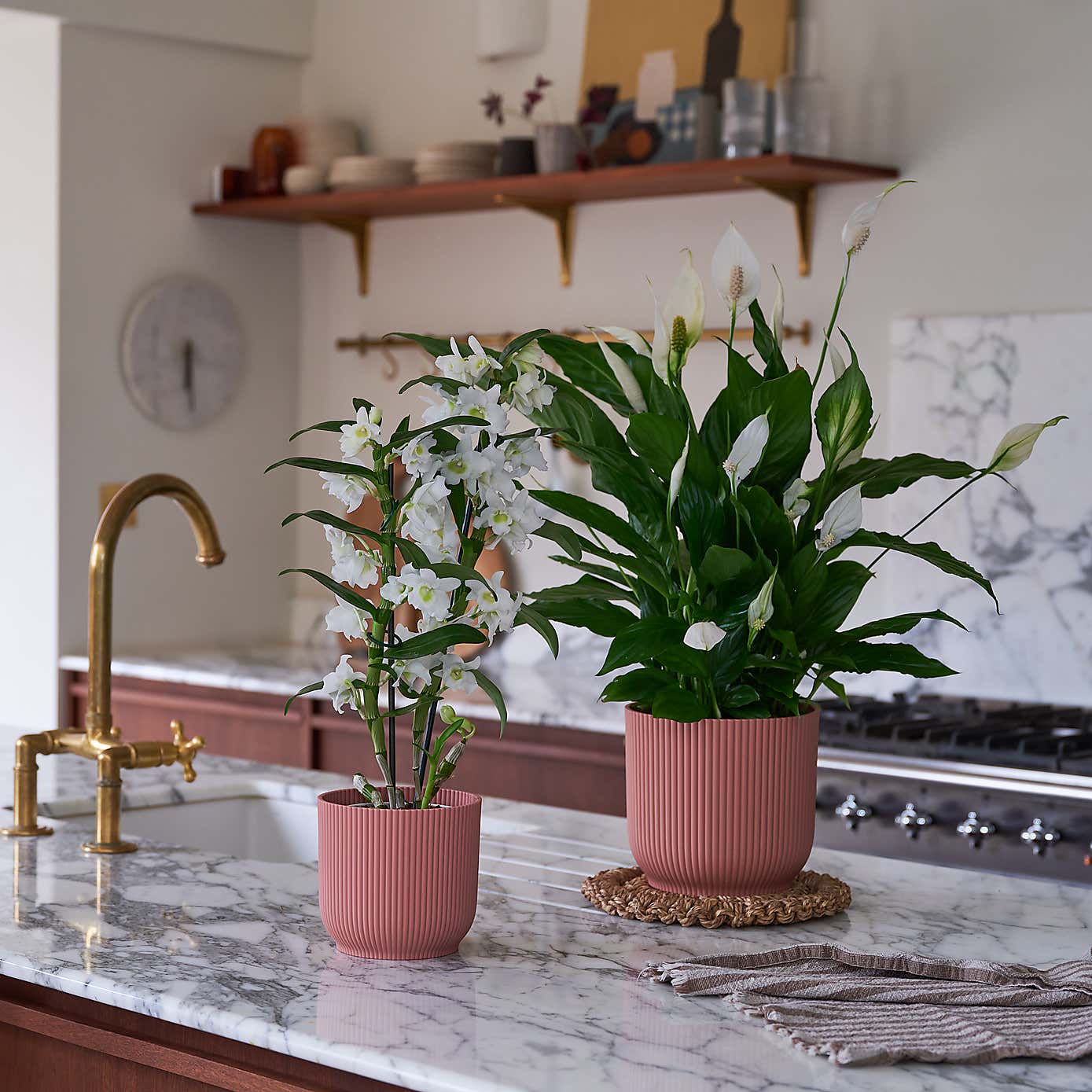 Beards & Daisies Blooming Beautiful Pair Dendrobium Peace Lily House Plant in Vibes Pot