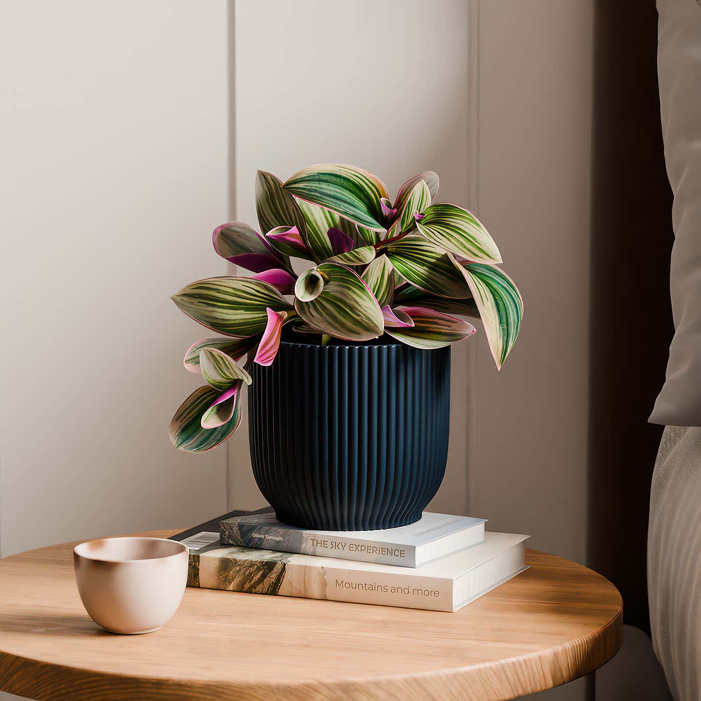 Tradescantia Nanouk House Plant in Elho Vibes Pot