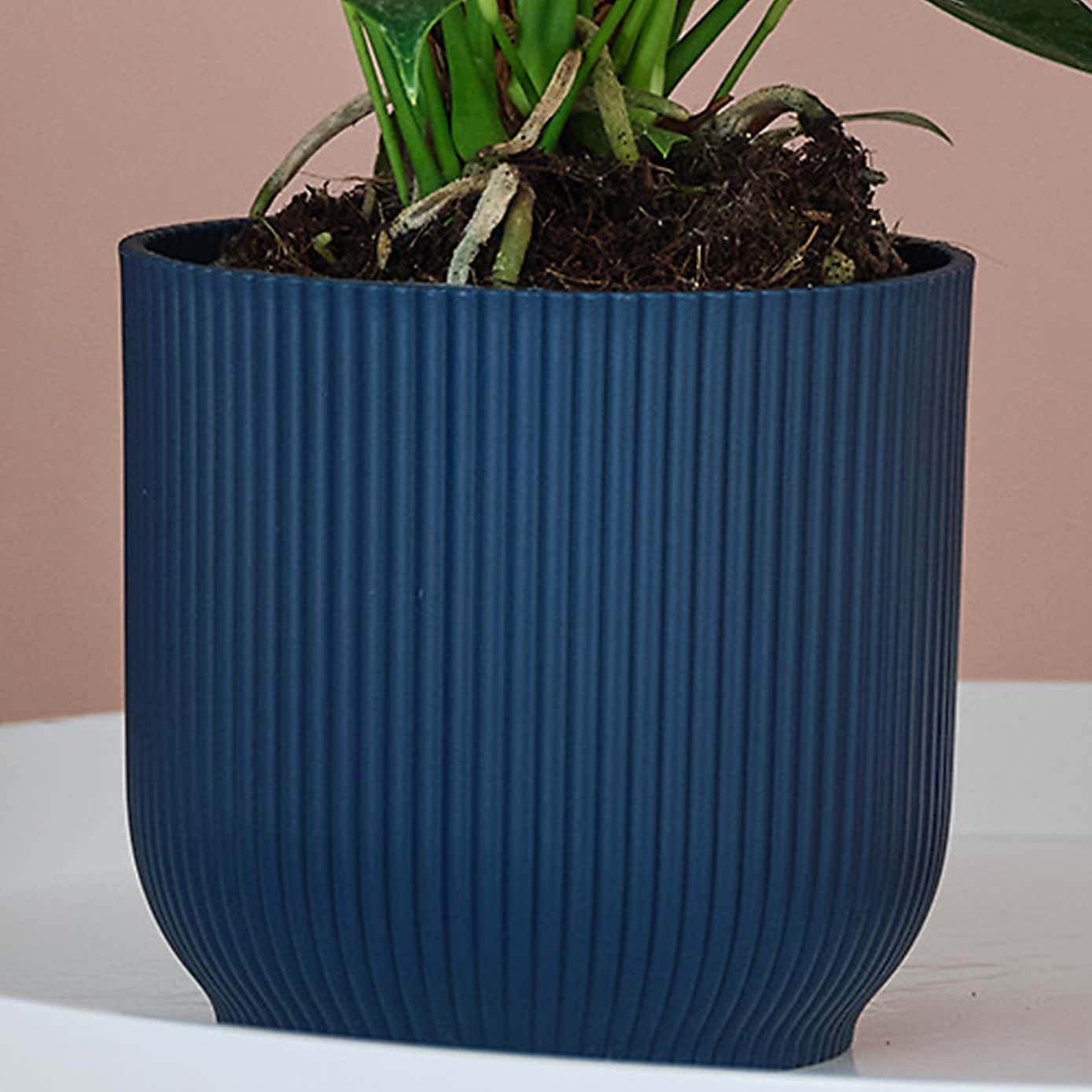 Peach Anthurium House Plant in Elho Pot