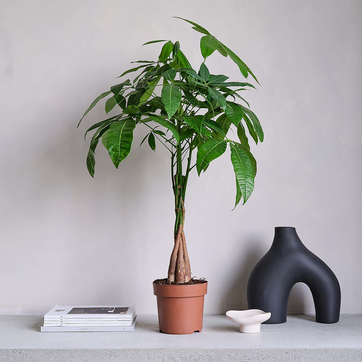 Money Tree House Plant