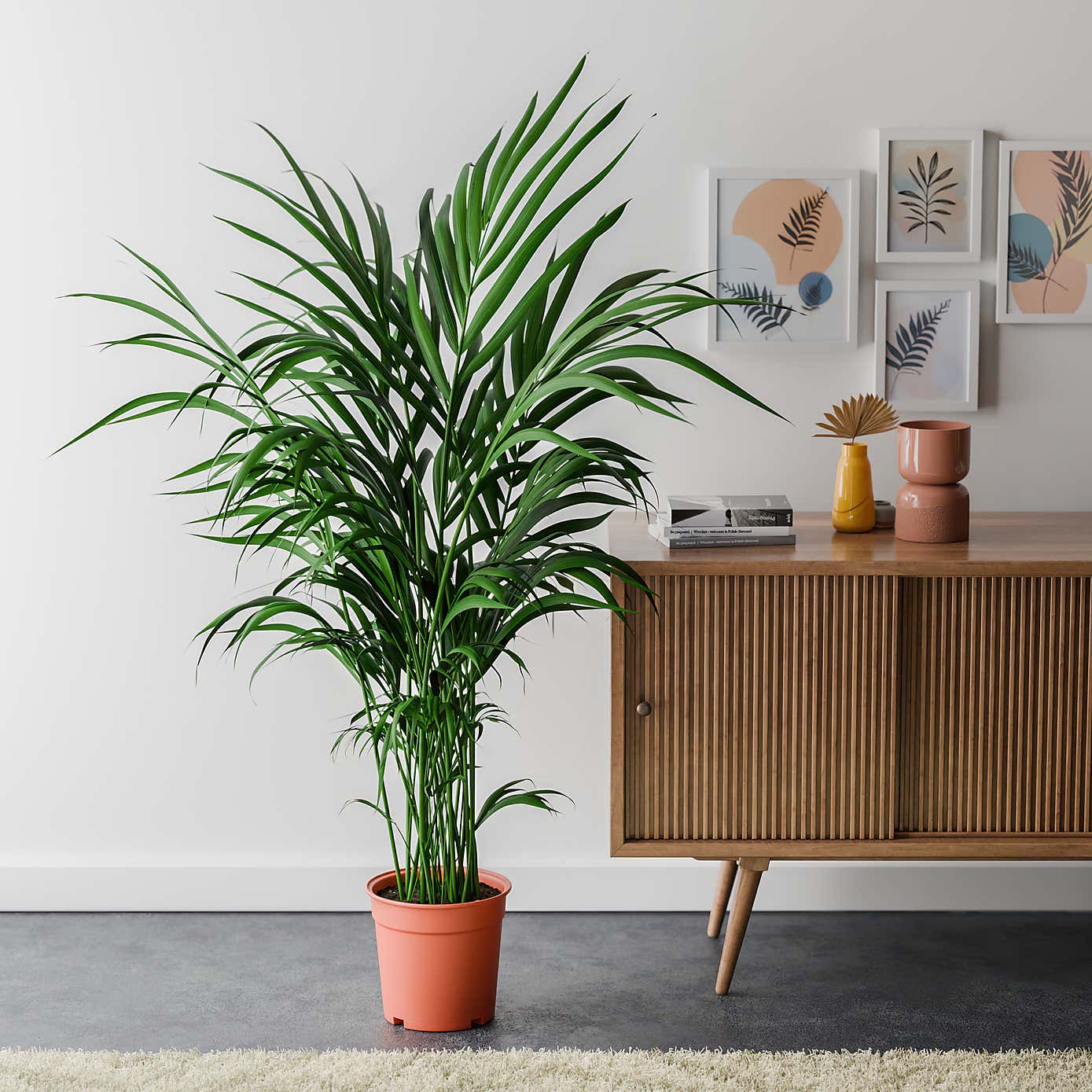 Kentia Palm House Plant