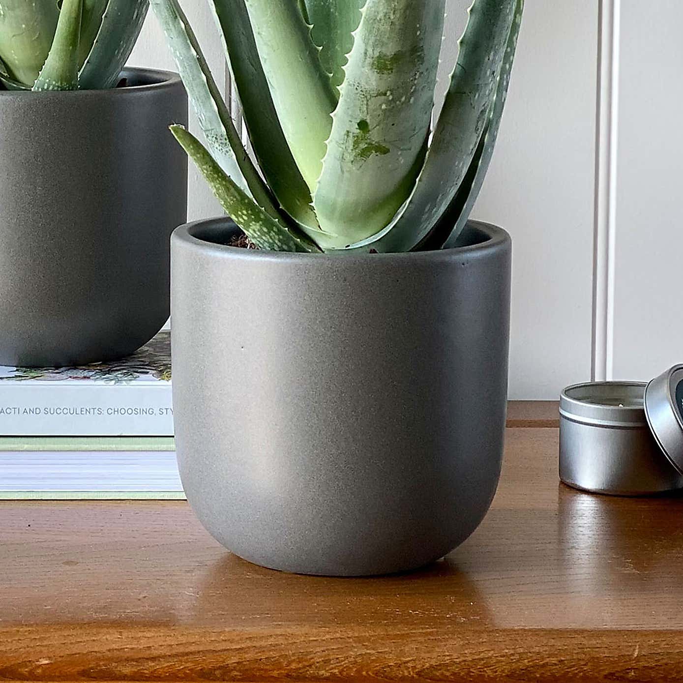 Aloe Vera Potted House Plant Bundle