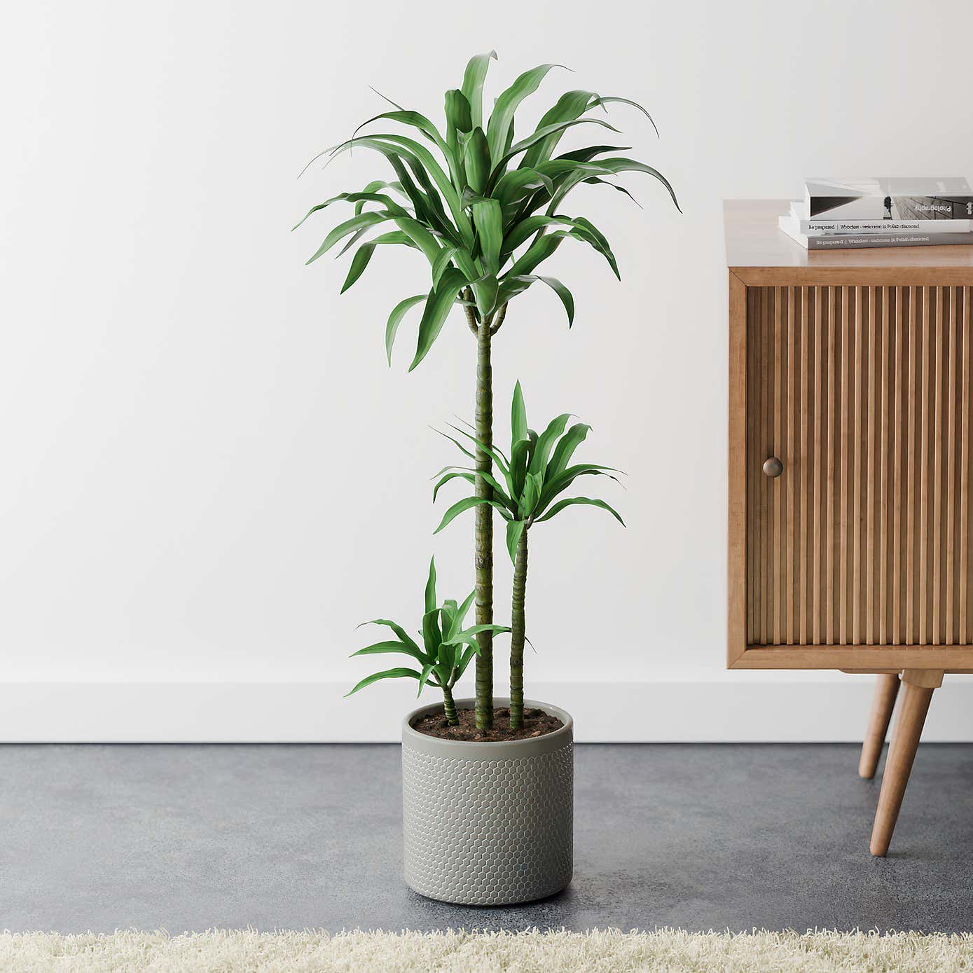 Beards & Daisies Dracaena Steudneri House Plant in Capri Pot