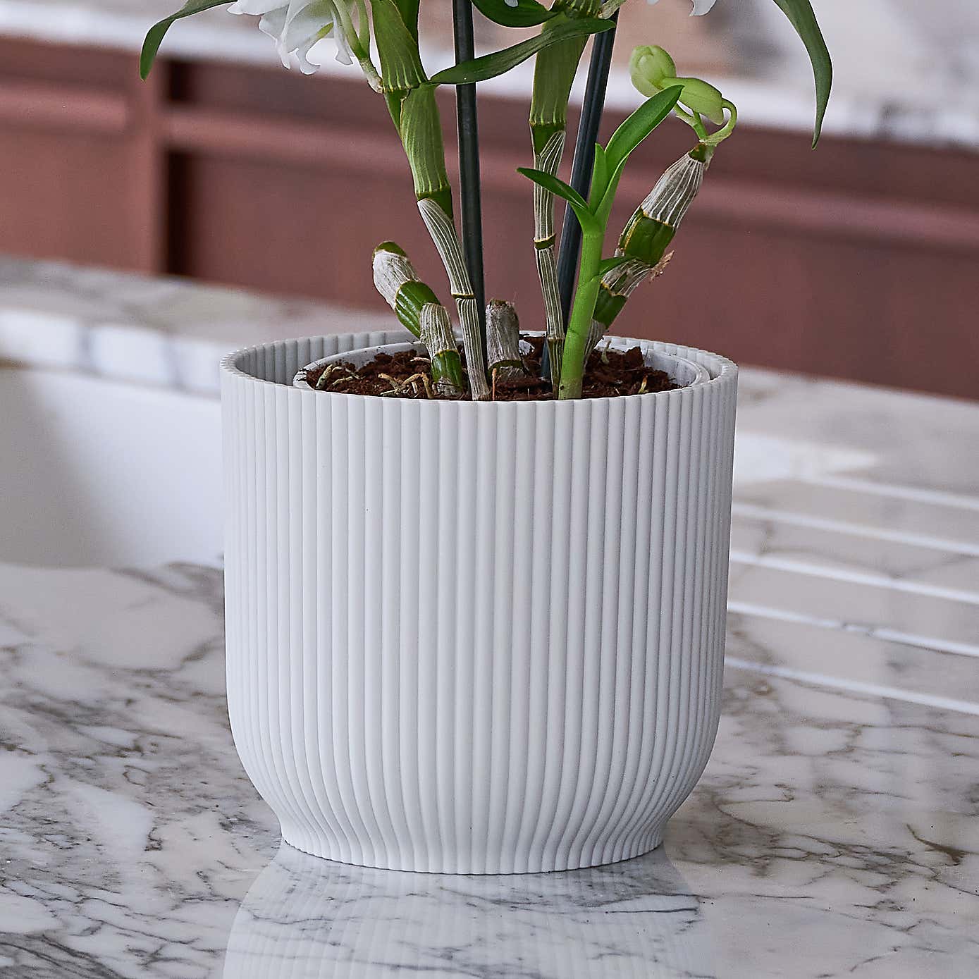 Beards & Daisies Blooming Beautiful Pair Dendrobium Peace Lily House Plant in Vibes Pot