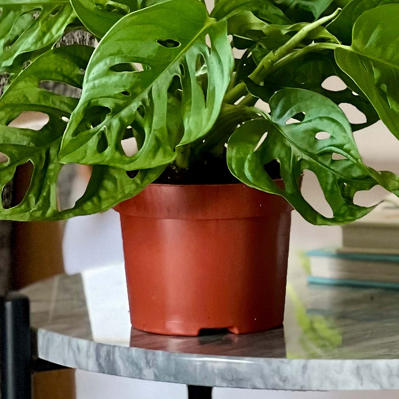 Swiss Cheese Obliqua House Plant Bundle