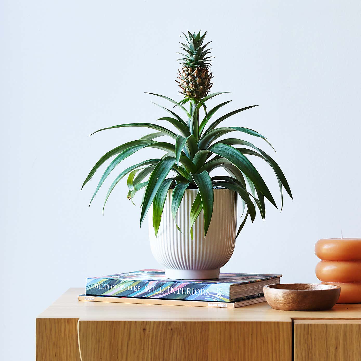 Pineapple House Plant in Ribbed Pot
