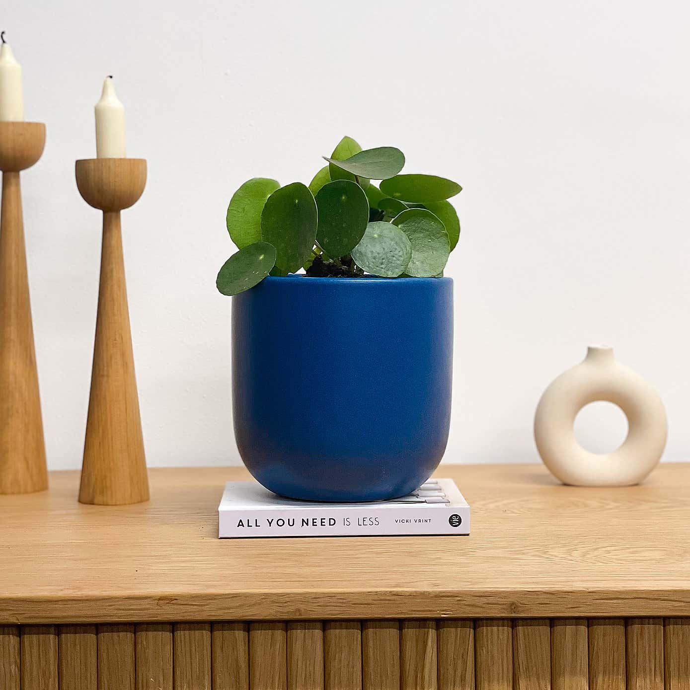 Chinese Money House Plant in Earthenware Pot