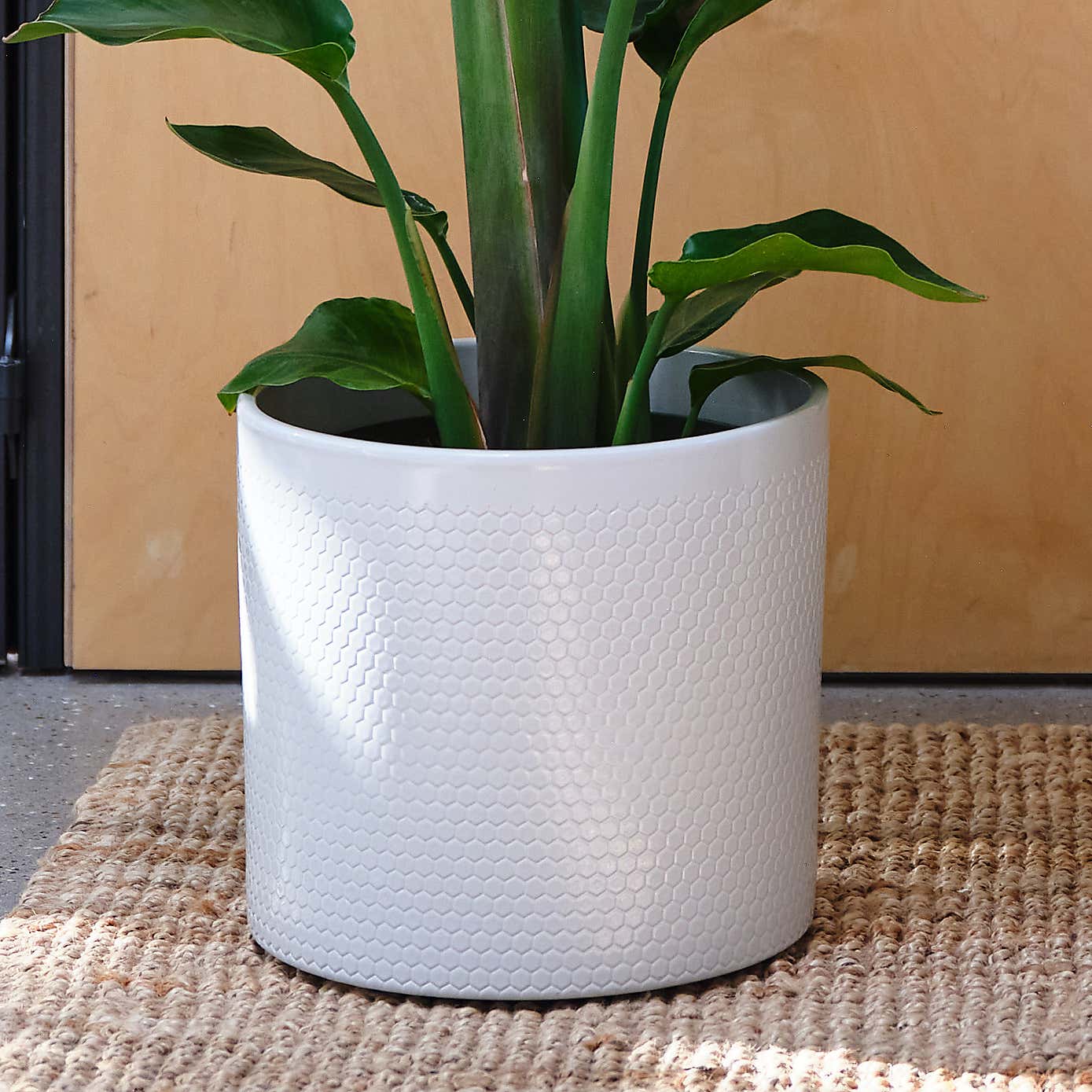 Bird Of Paradise House Plant in Capri Pot