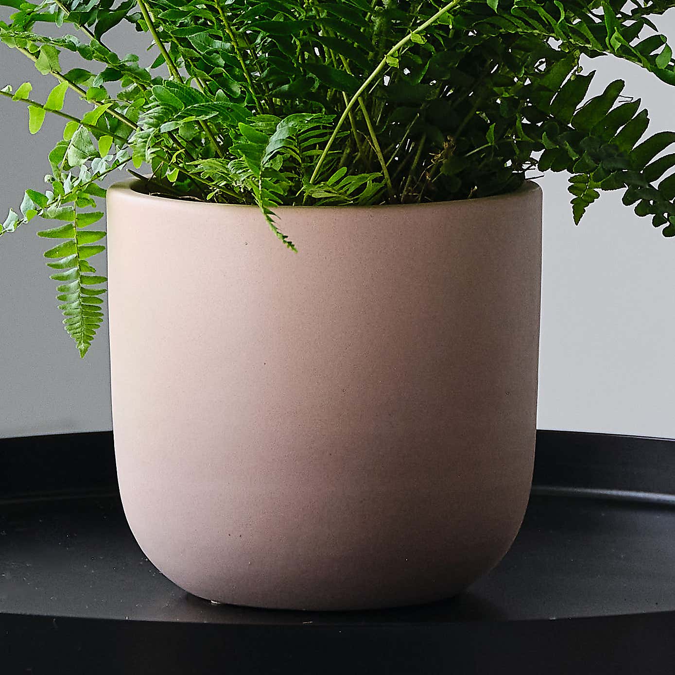 Boston Fern House Plant in Earthenware Pot