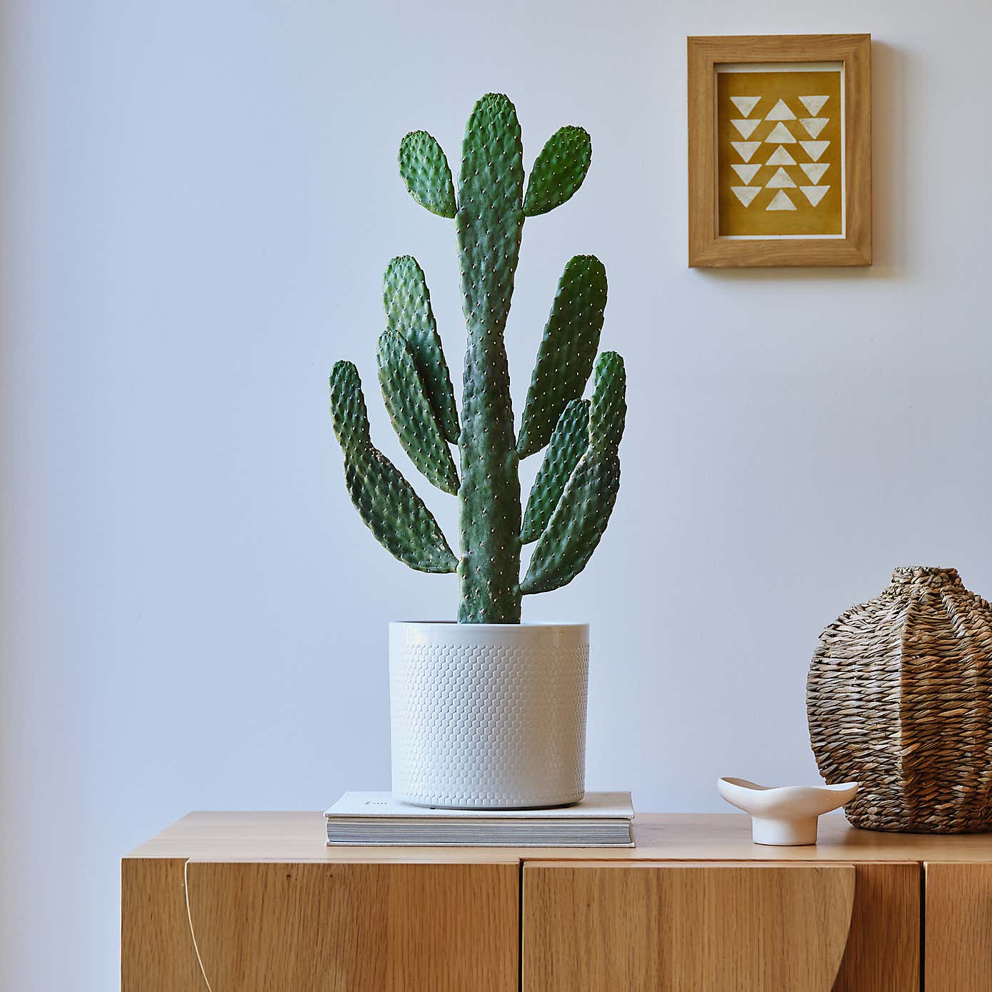 Cowboy Cactus House Plant in Capri Pot