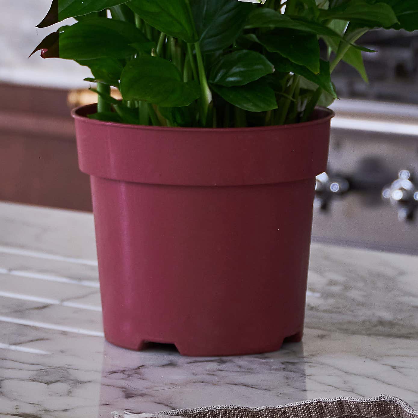 Beards & Daisies Blooming Beautiful Pair Dendrobium Peace Lily House Plant