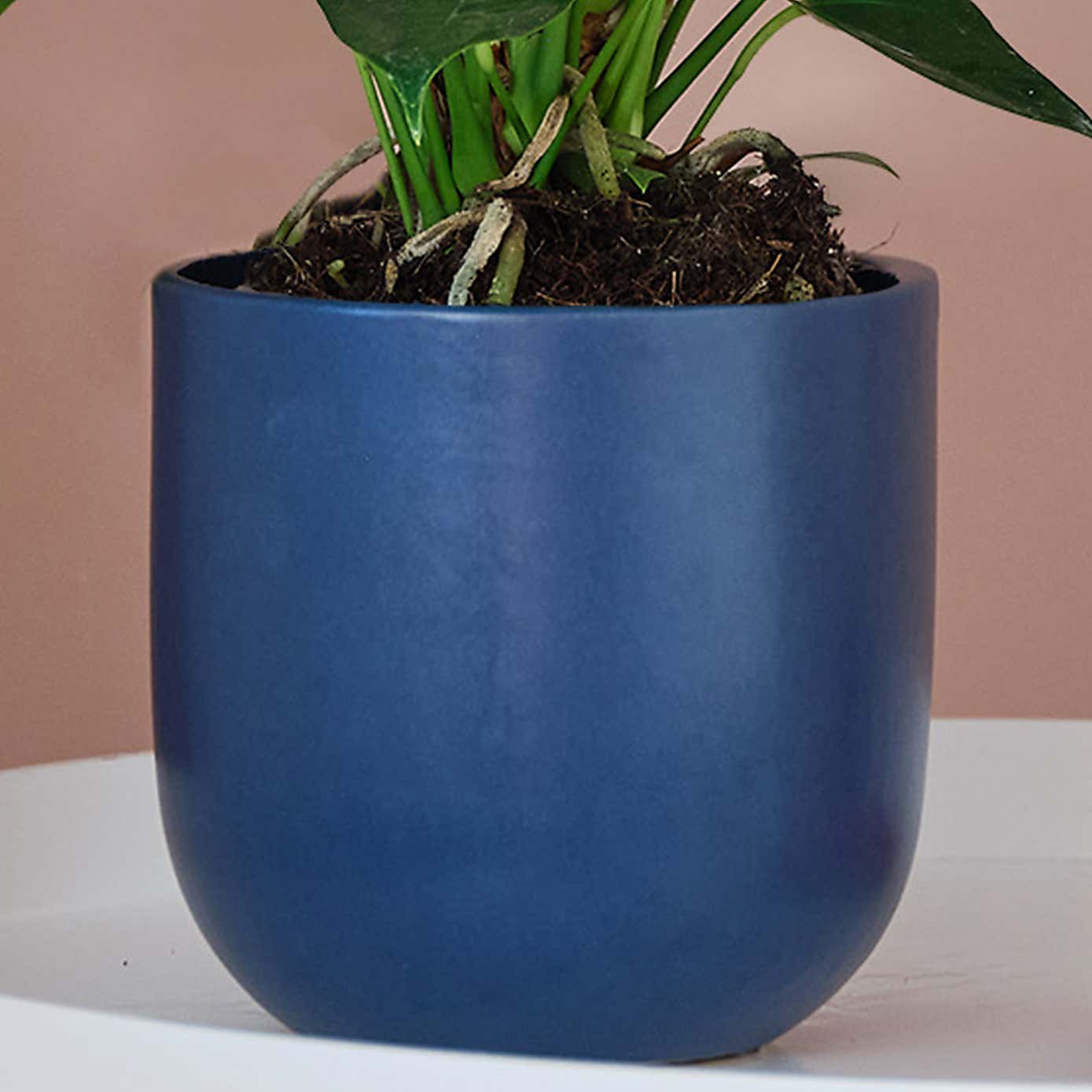 Peach Anthurium House Plant in Earthenware Pot