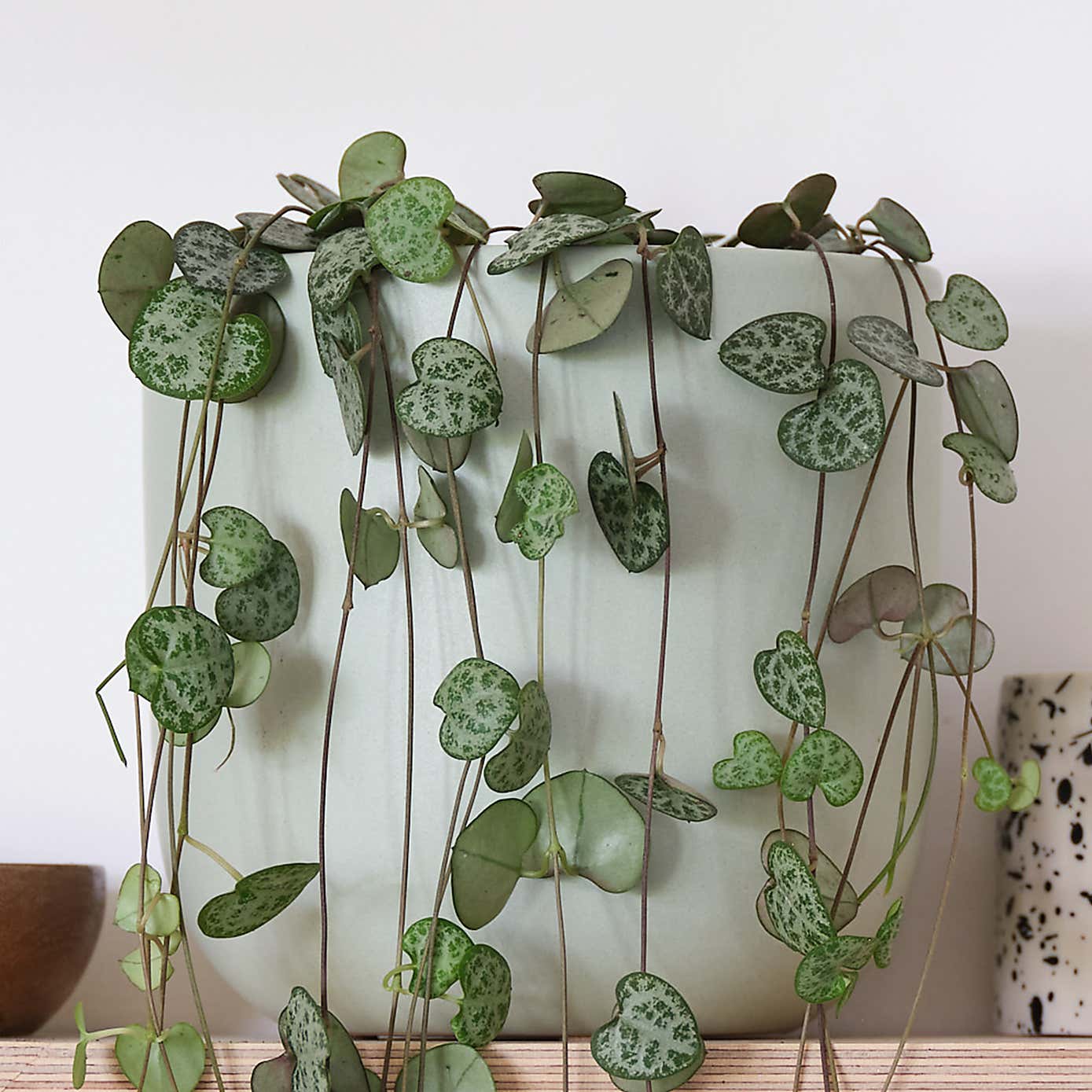 String Of Hearts House Plant in Earthenware Pot