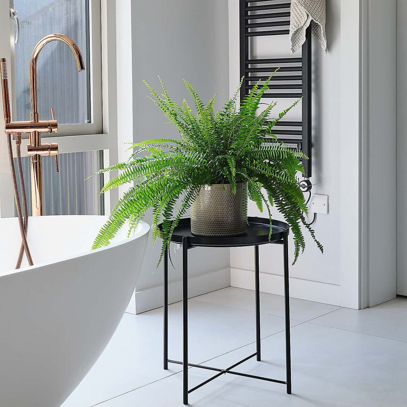 Boston Fern House Plant in Capri Pot
