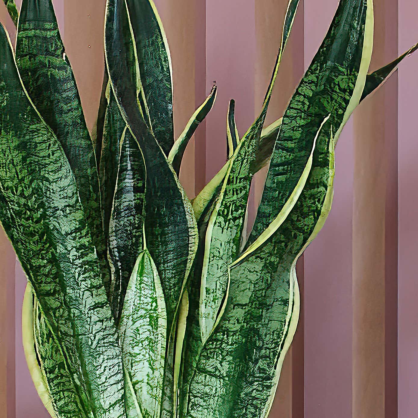 New Home Potted House Plant Bundle