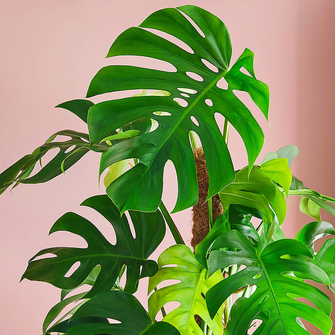 Swiss Cheese House Plant