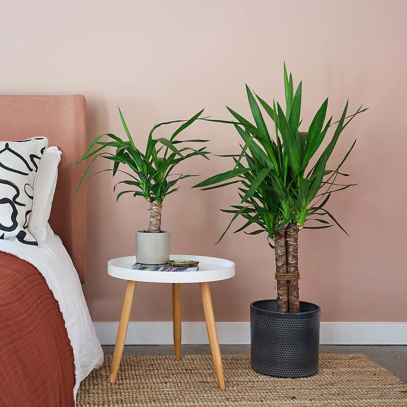 Yucca House Plant in Capri Pot