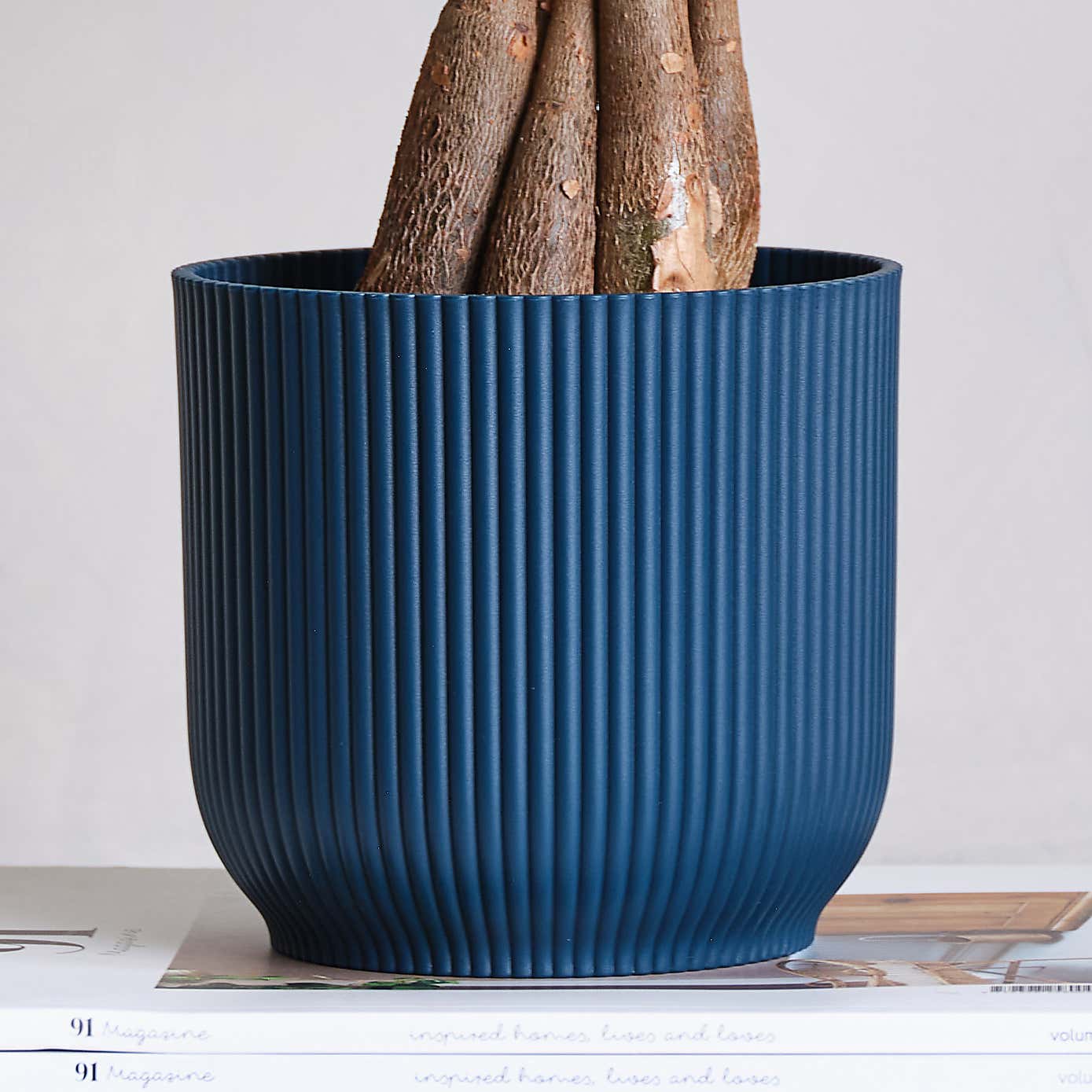 Money Tree House Plant in Elho Pot