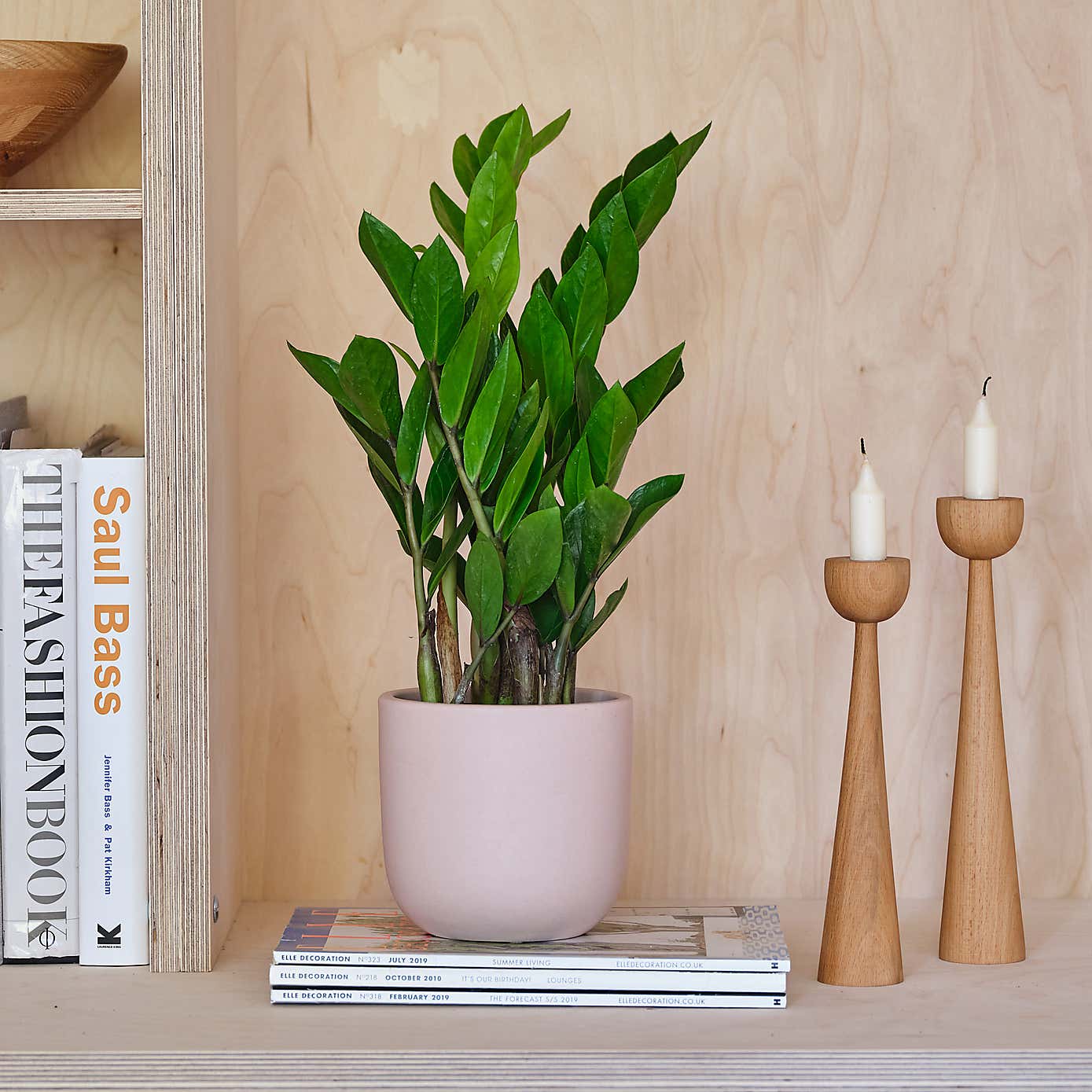 ZZ House Plant in Earthenware Pot