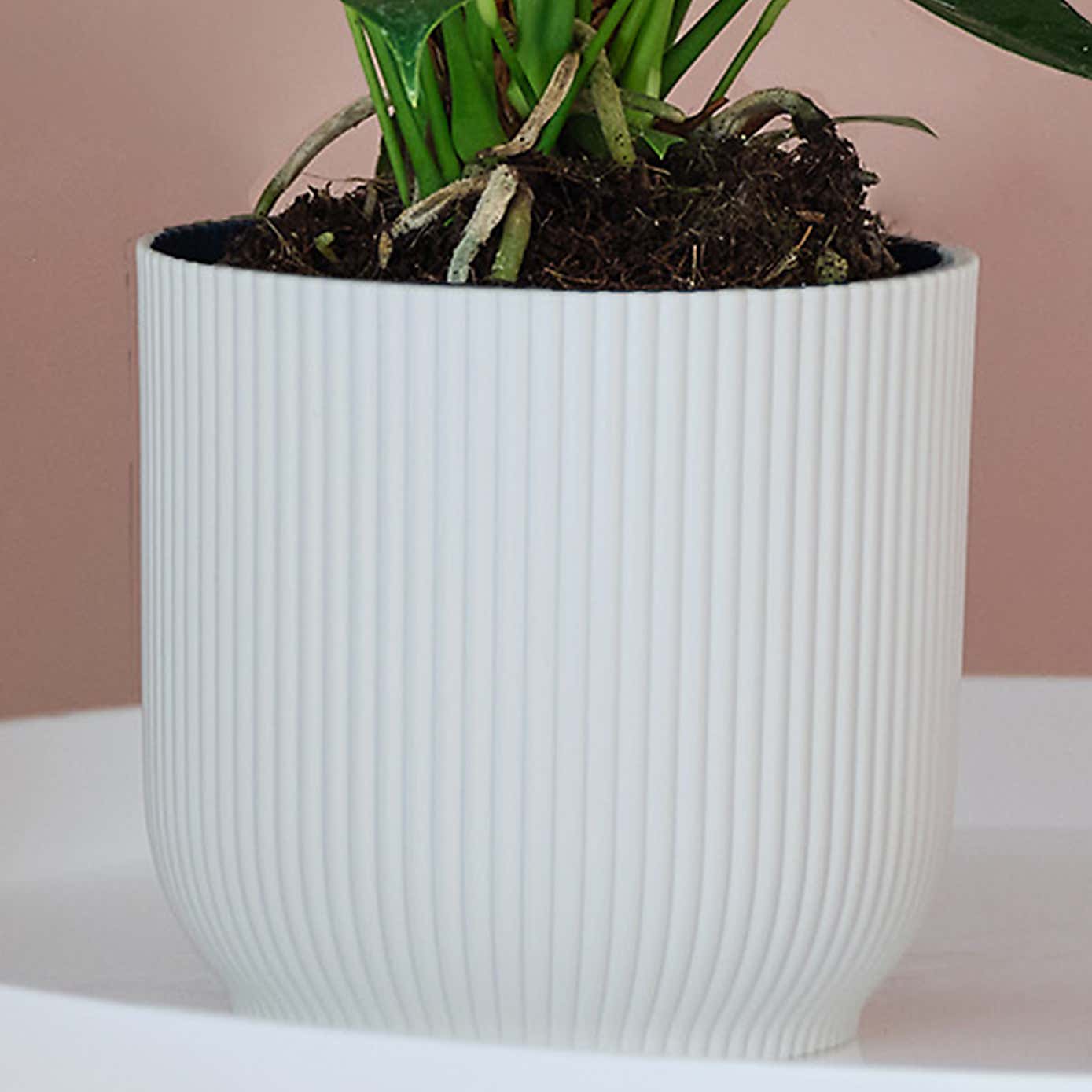 Peach Anthurium House Plant in Elho Pot