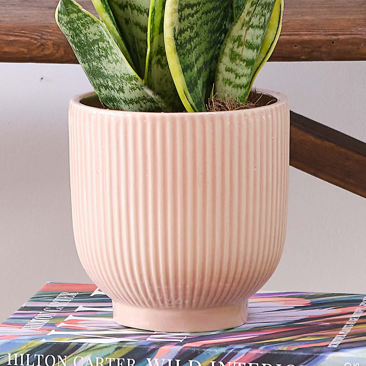 Unkillable Potted House Plant Bundle