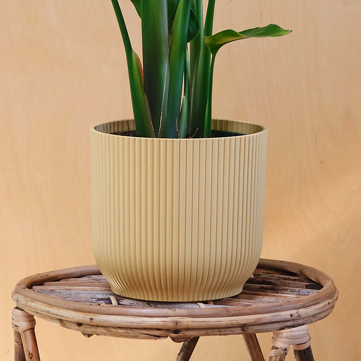 Bird Of Paradise House Plant in Elho Pot