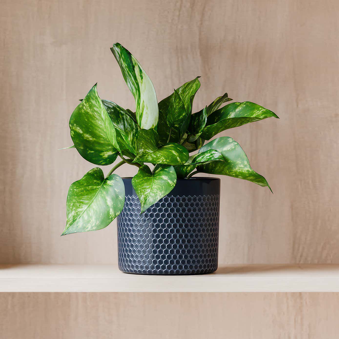 Beards & Daisies Marble Queen Pothos House Plant in Capri Pot