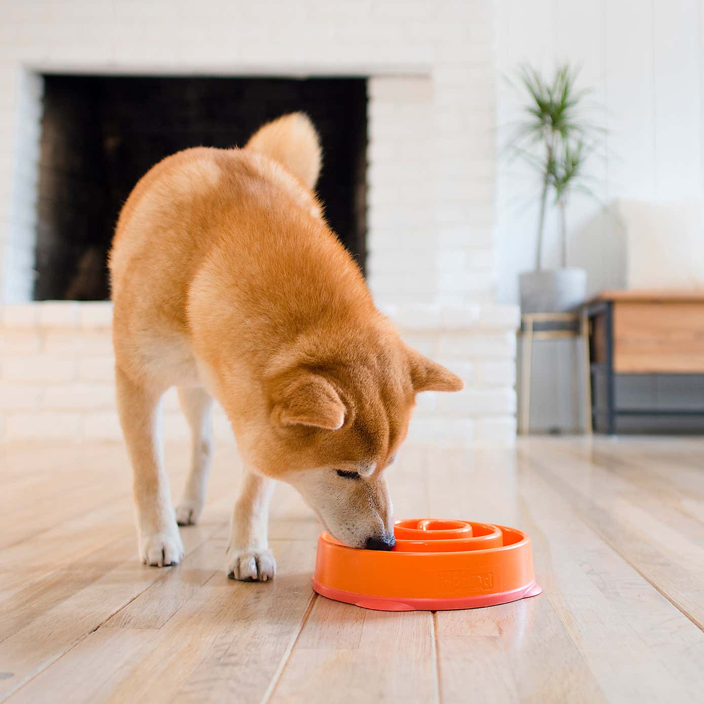 Rosewood Fun Feeder Swirl Pet Bowl
