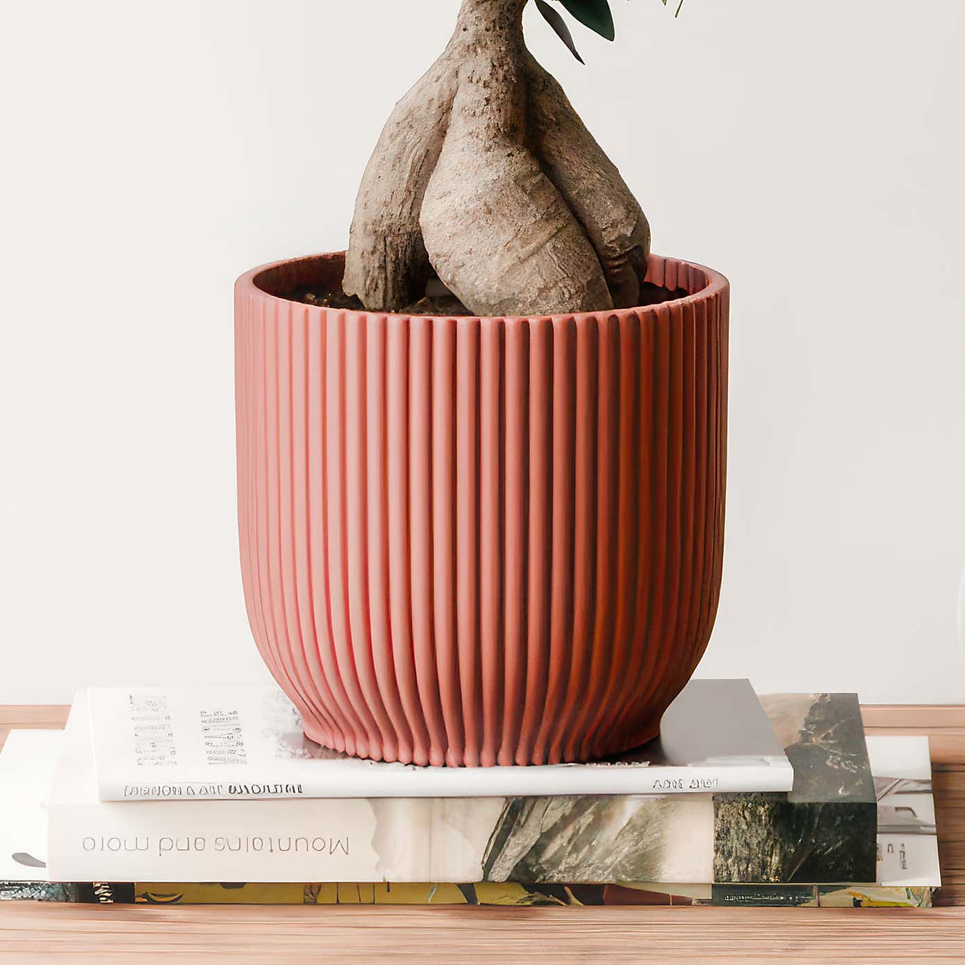 Ficus Ginseng House Plant in Elho Vibes Pot