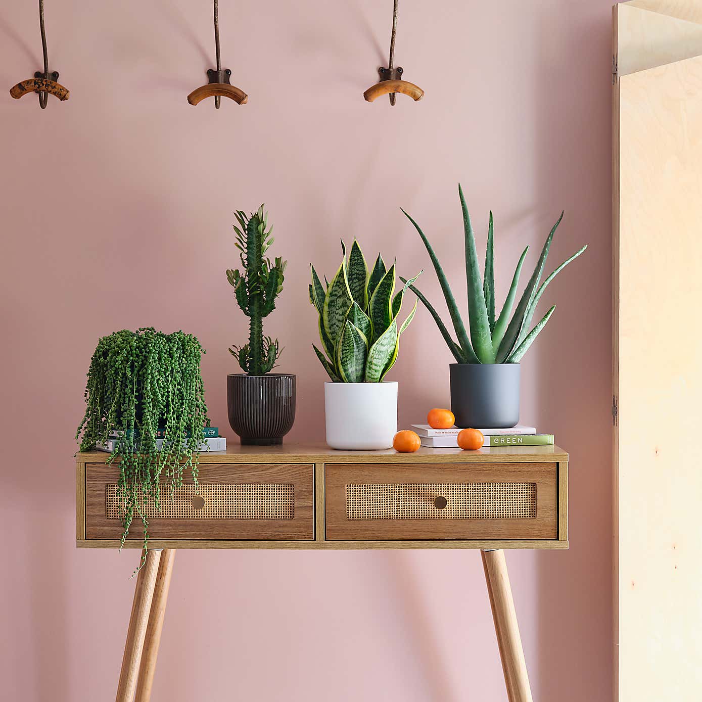 Sunny Potted House Plant Bundle