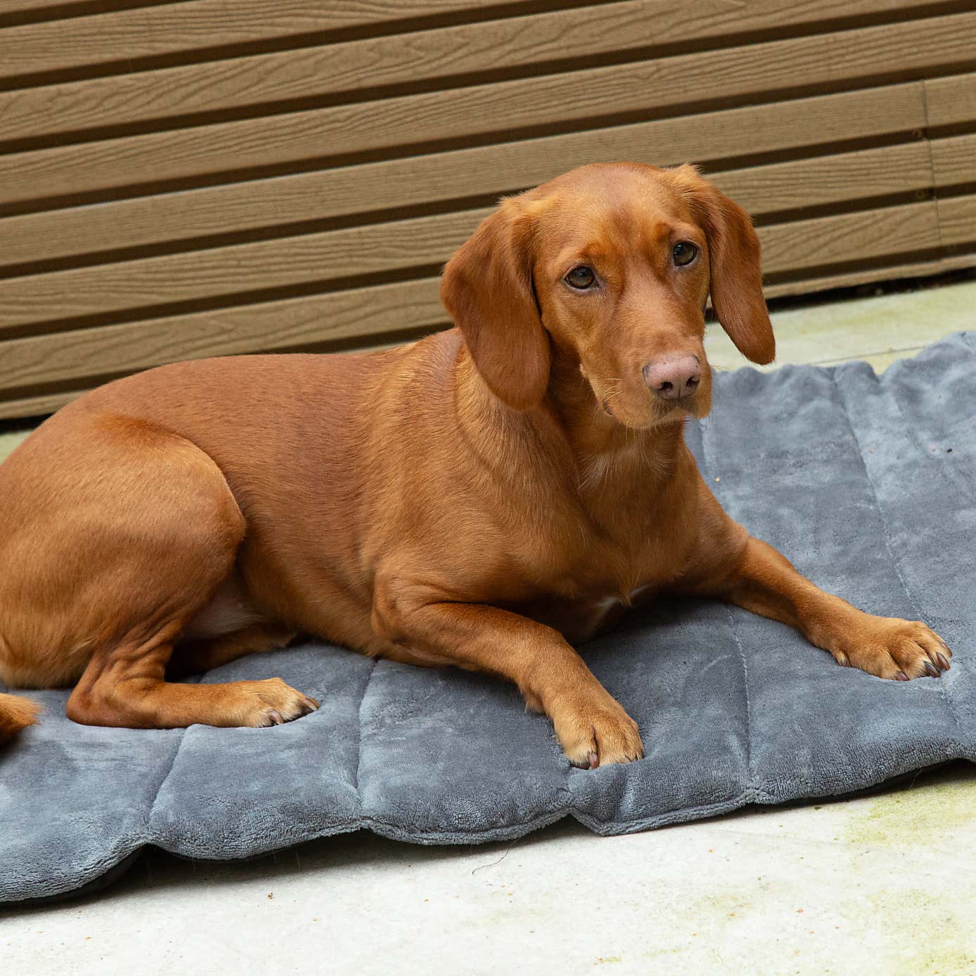 Scruffs Expedition Roll Up Travel Pet Bed