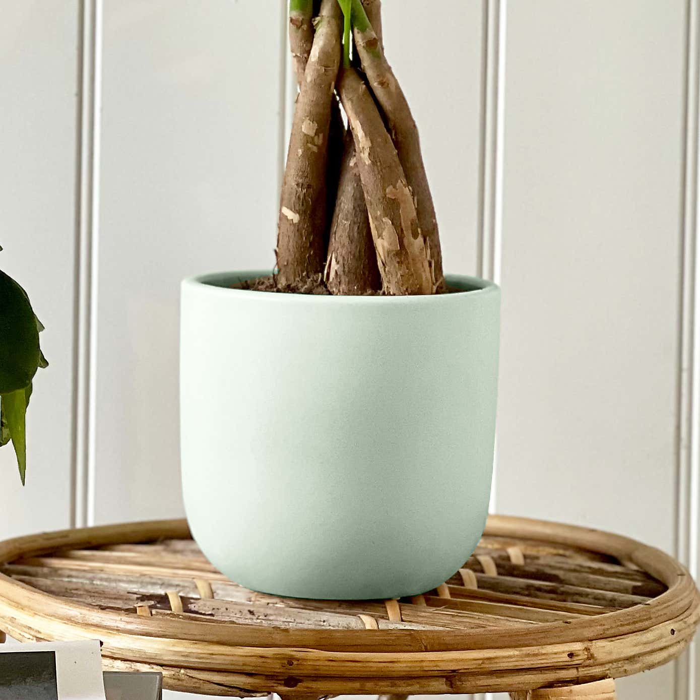 Good Fortune Potted House Plant Bundle