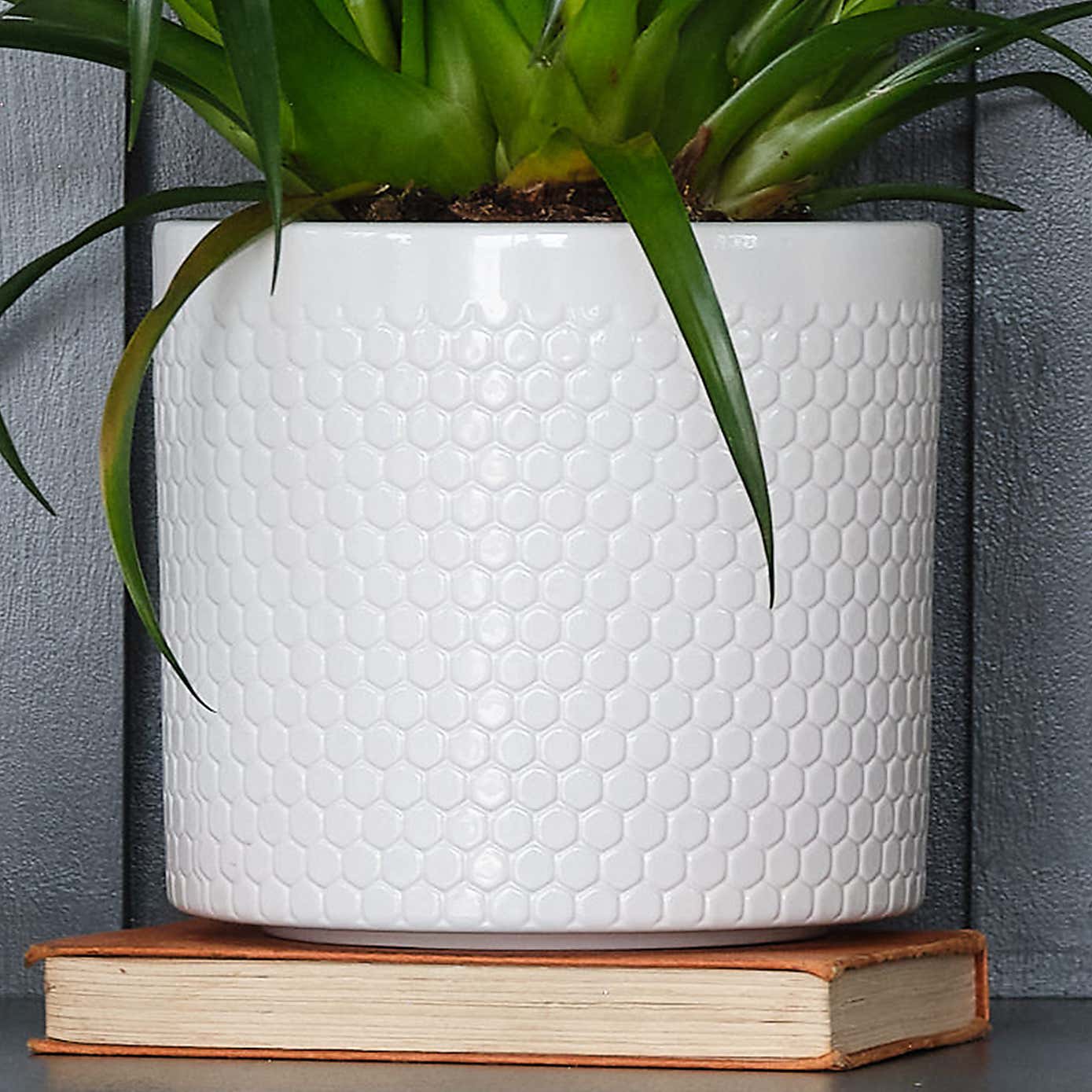 Vriesea Astrid House Plant in Capri Pot