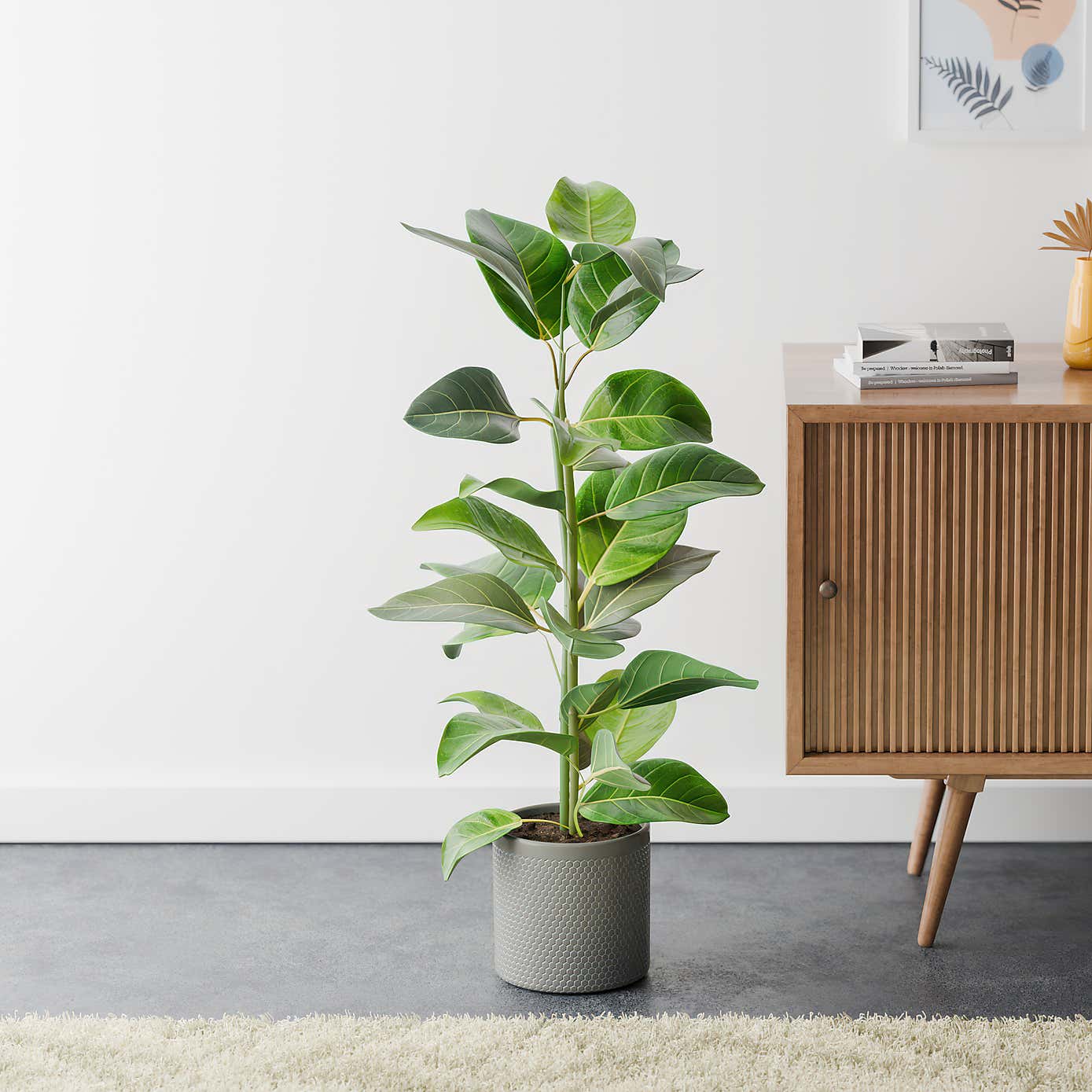 Bengal Fig House Plant in Capri Pot