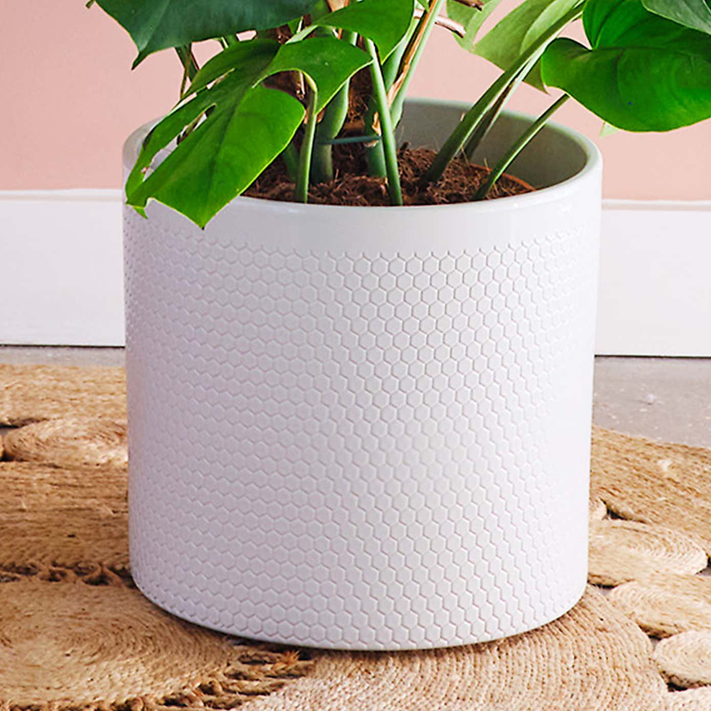 Swiss Cheese House Plant in Capri Pot