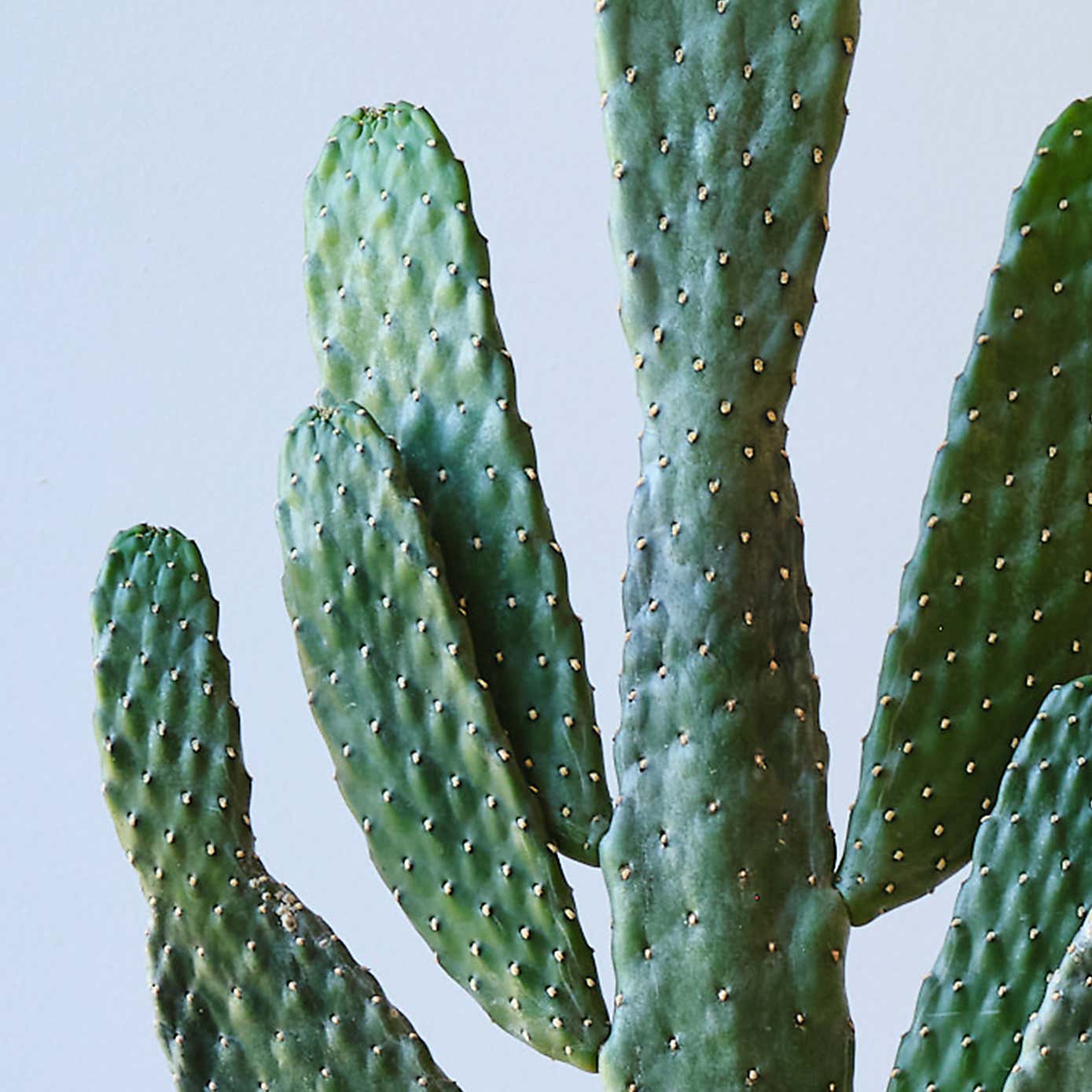 Cowboy Cactus House Plant in Capri Pot