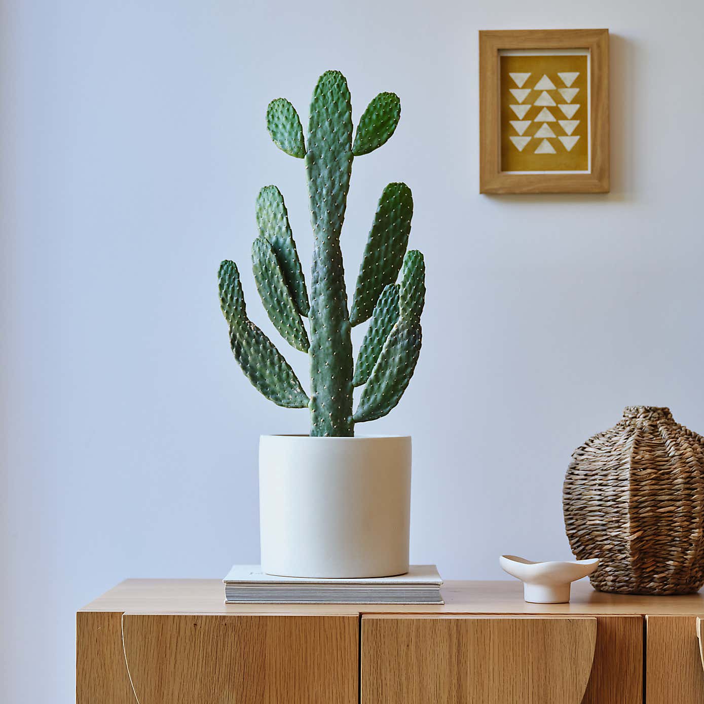 Cowboy Cactus House Plant in Earthenware Pot