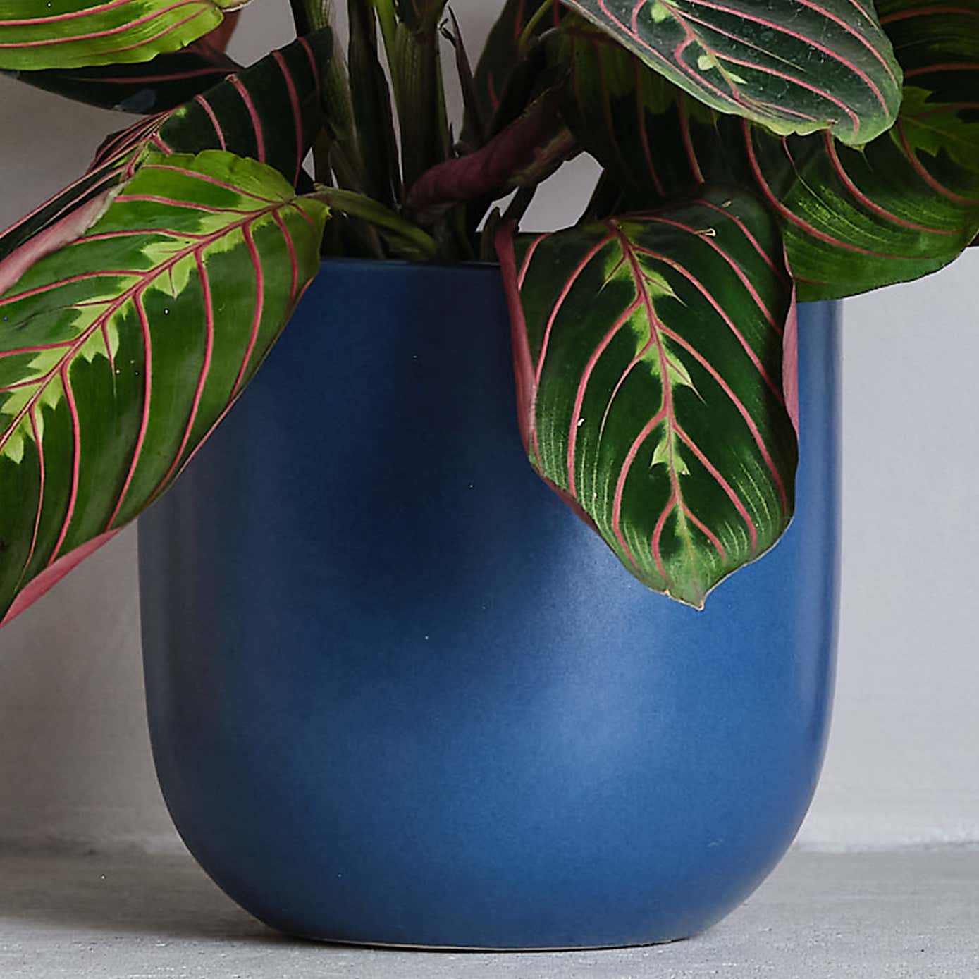 Prayer House Plant in Earthenware Pot