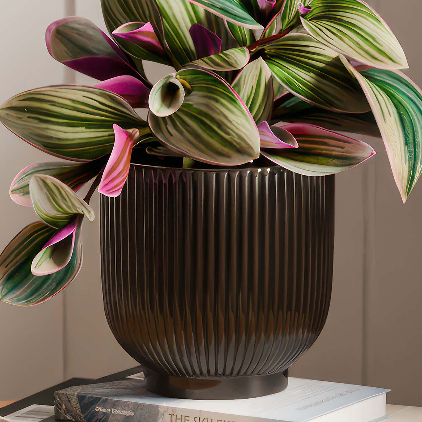Tradescantia Nanouk House Plant in Ribbed Ceramic Pot