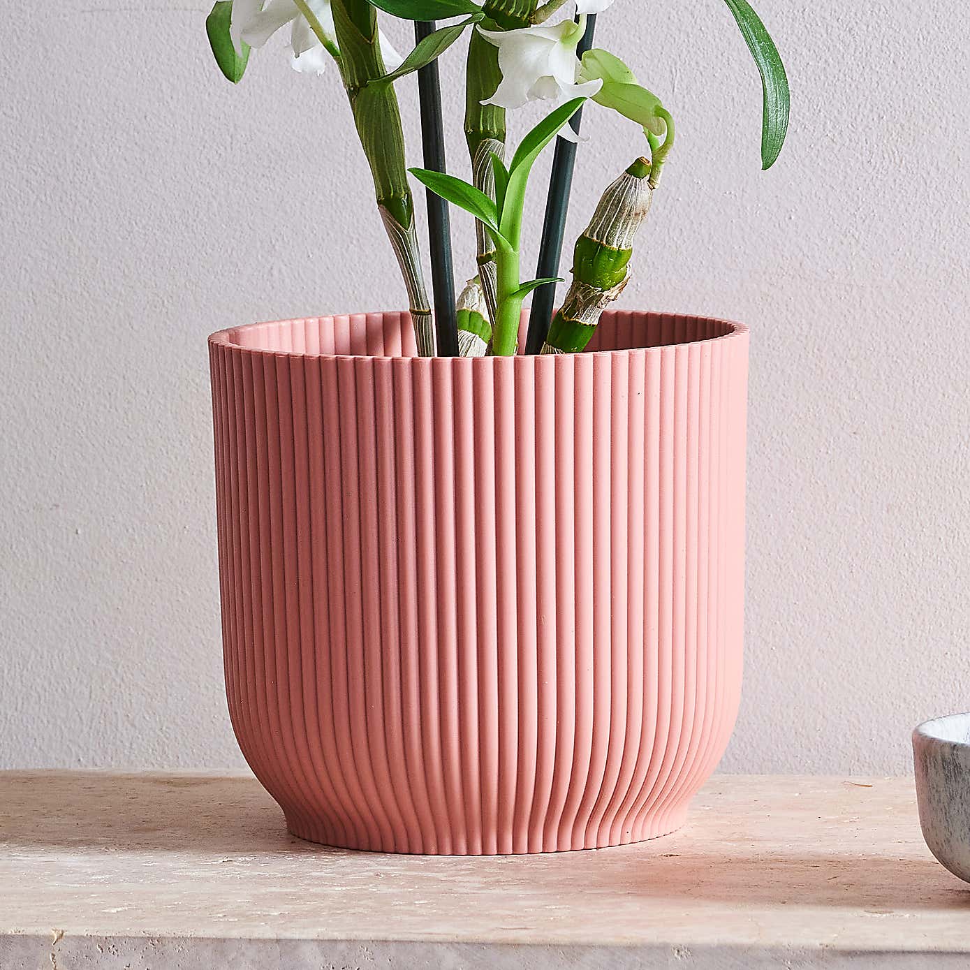 Beards & Daisies Dendrobium Bamboo Orchid House Plant in Vibes Pot