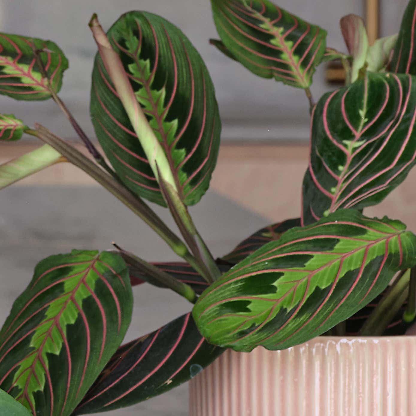 Bestseller Potted House Plant Bundle