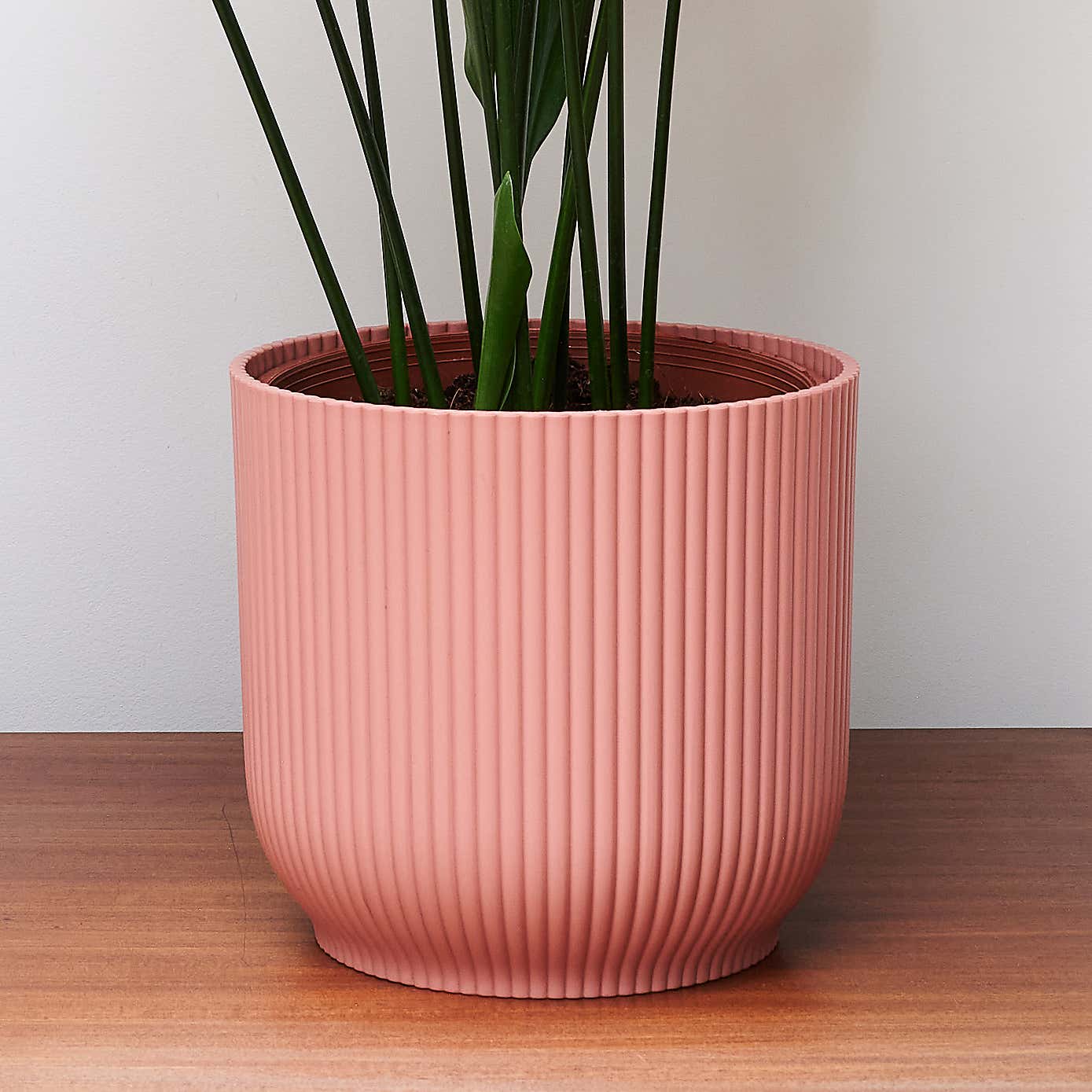 Beards & Daisies Cast Iron House Plant in Vibes Pot