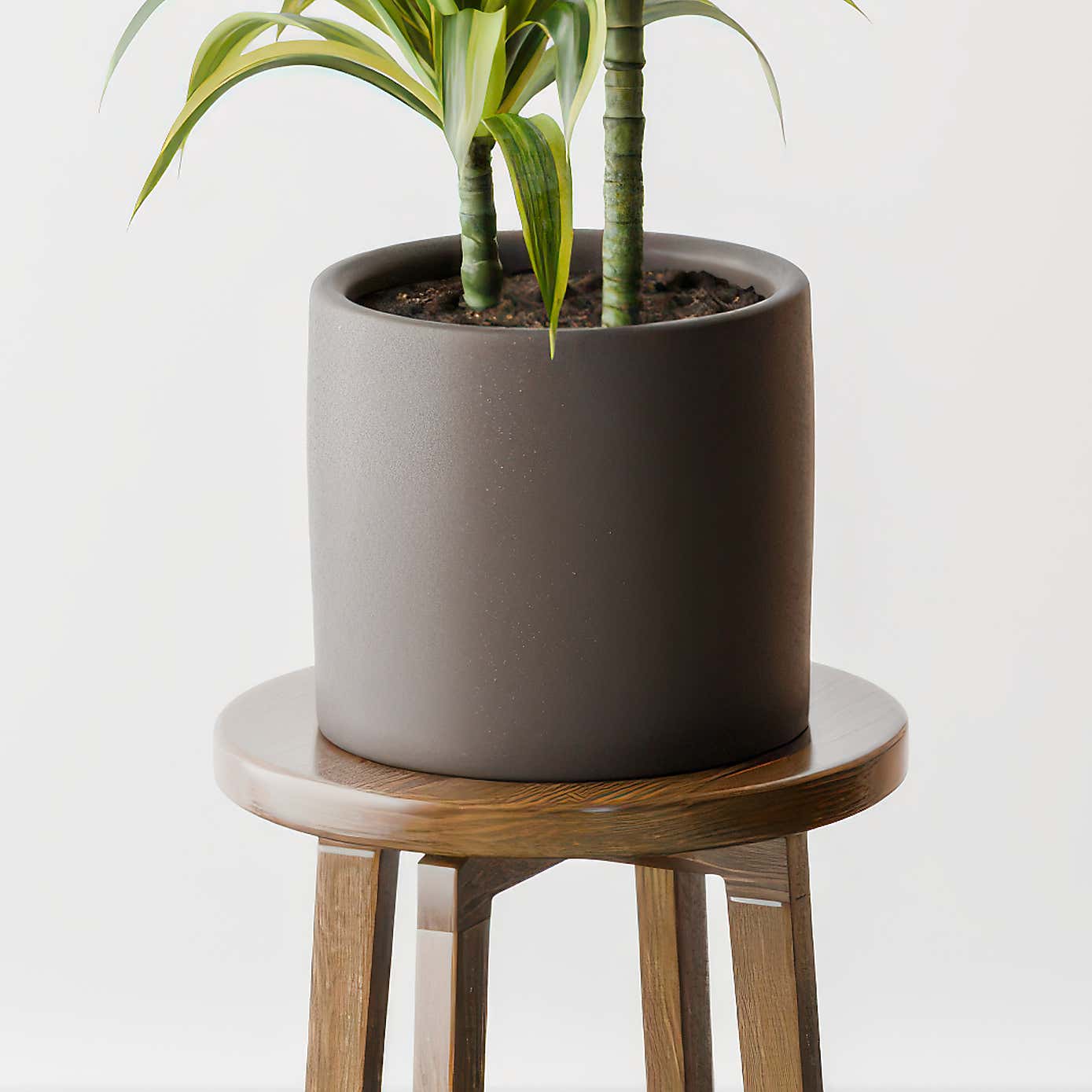 Dracaena Lemon & Lime House Plant in Earthenware Pot