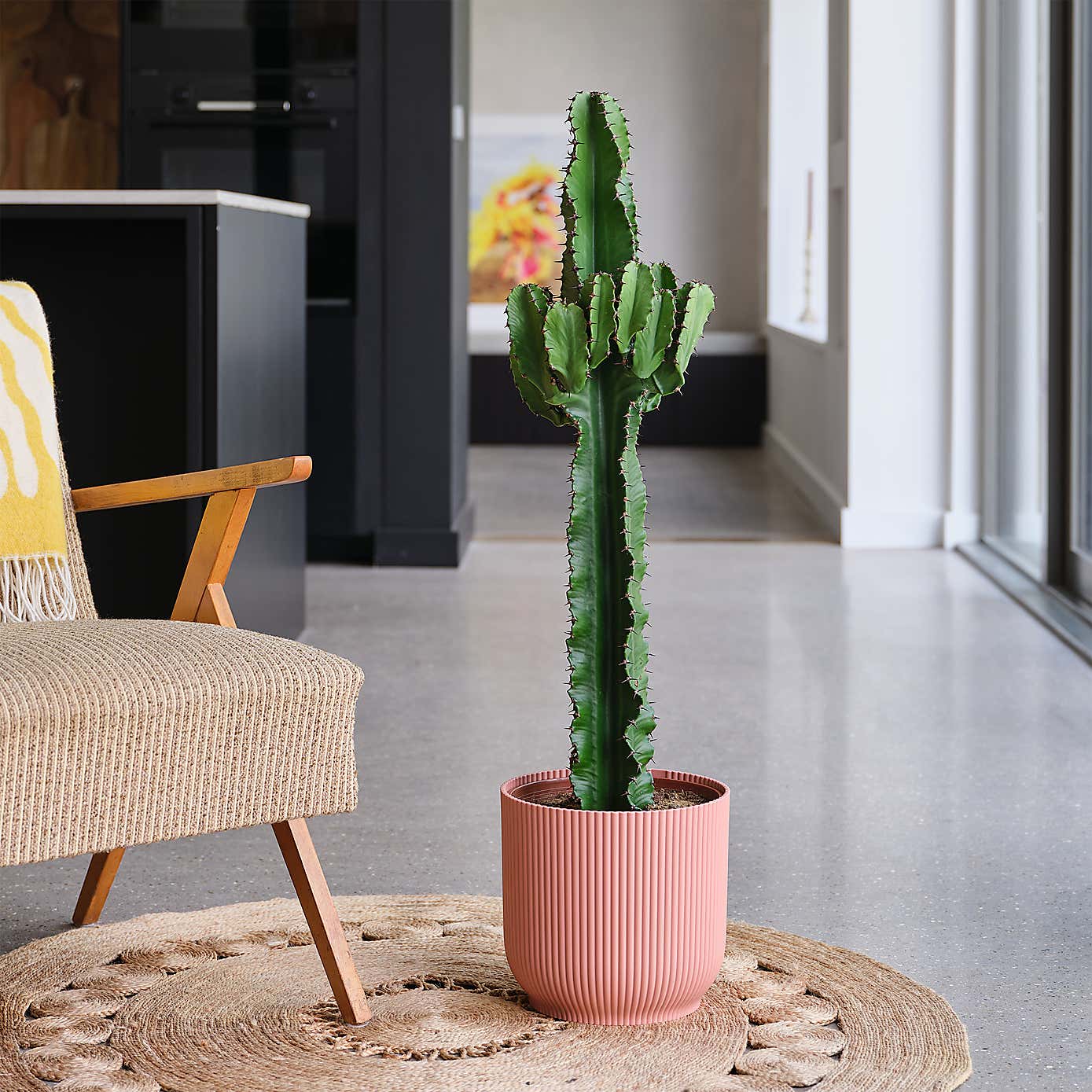 Euphorbia Trigona House Plant in Elho Pot