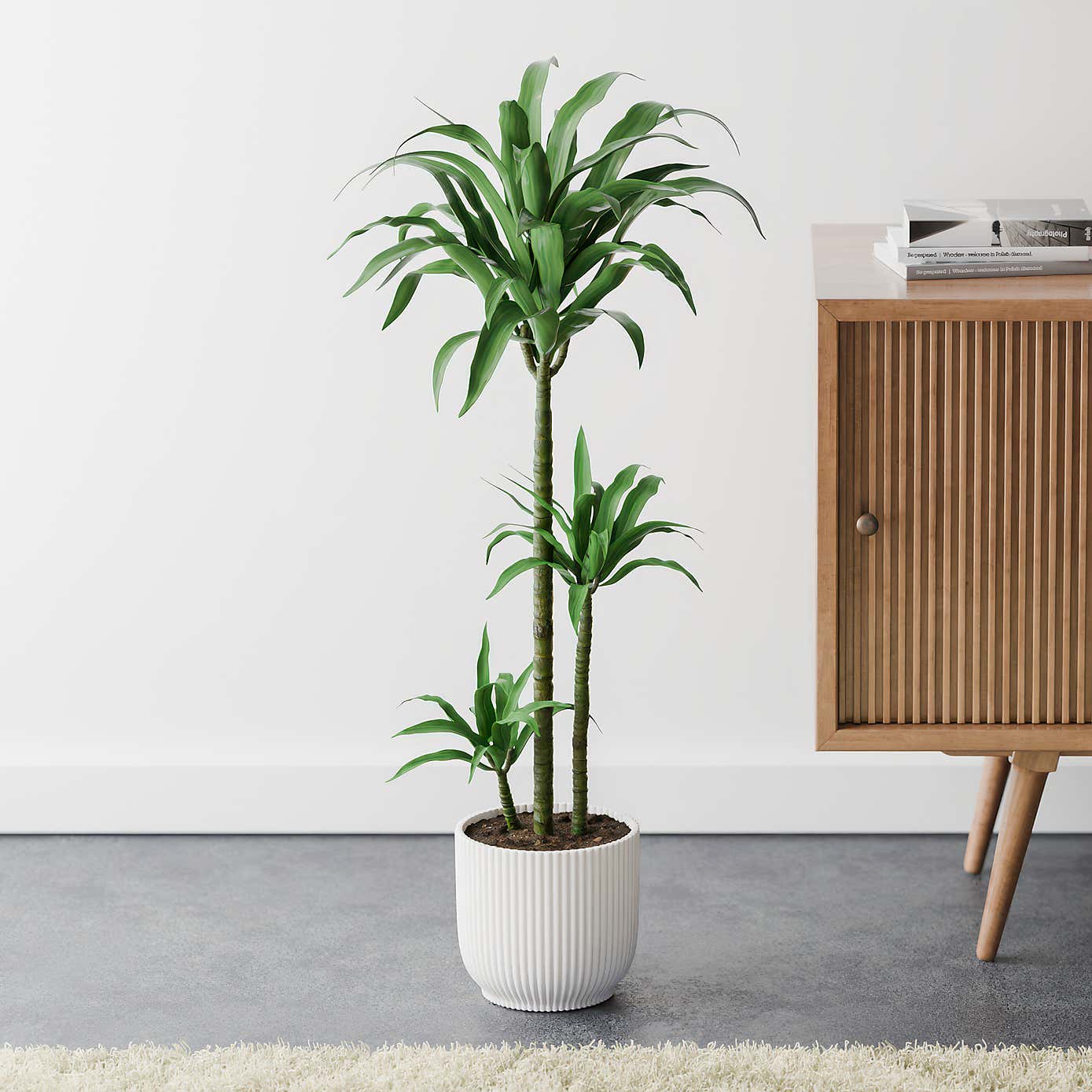 Beards & Daisies Dracaena Steudneri House Plant in Elho Pot