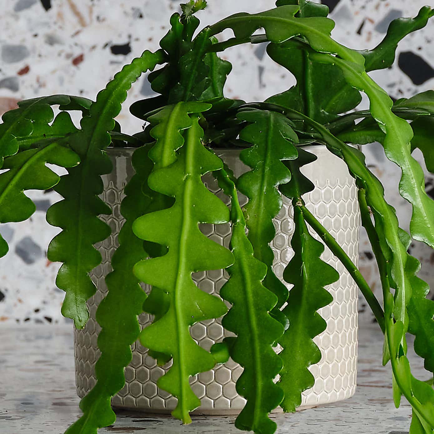 Fishbone Cactus House Plant in Capri Pot