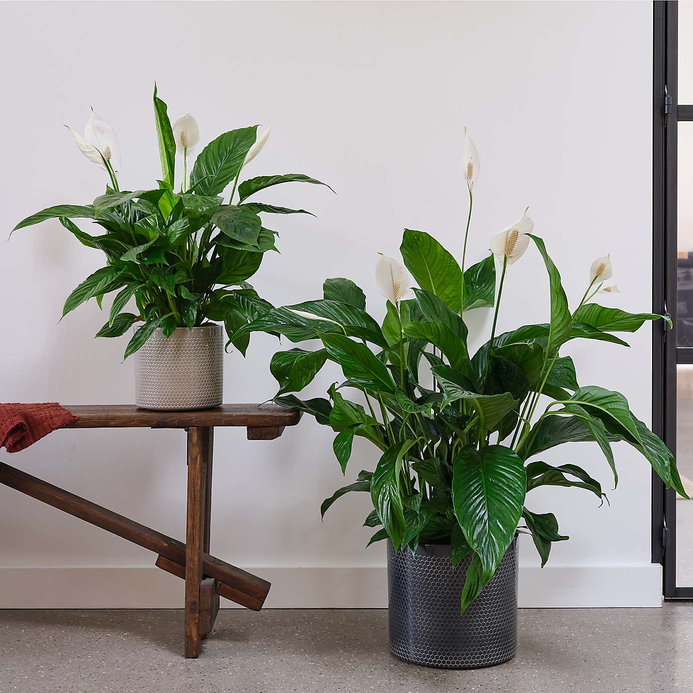 Peace Lily House Plant in Capri Pot